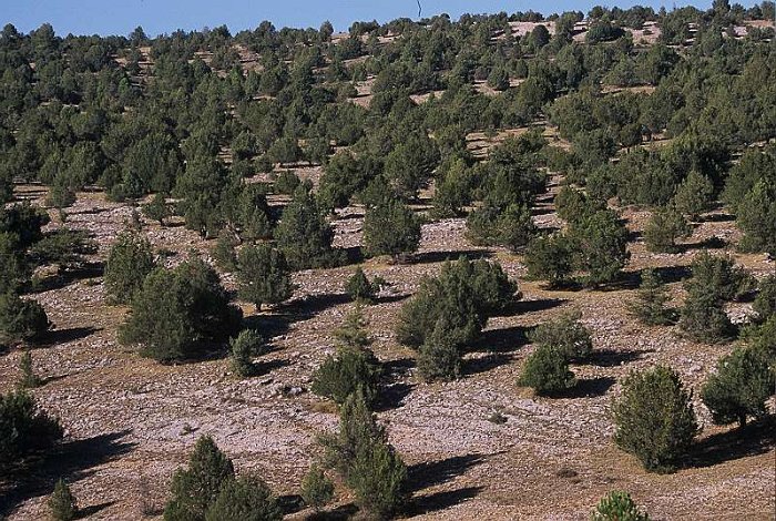 Sabinar (Juniperus thurifera)